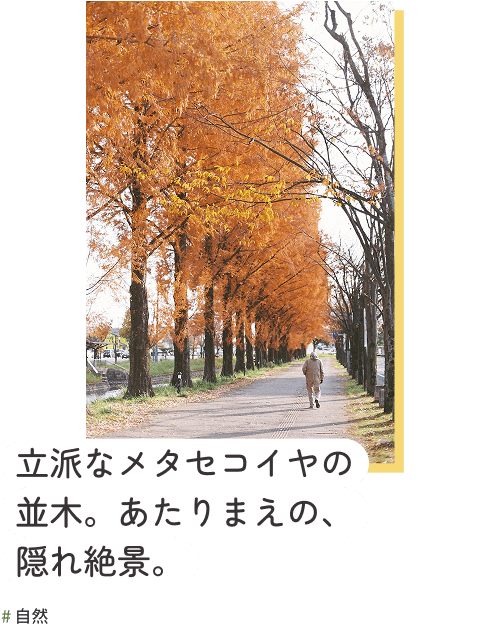 立派なメタセコイヤの並木。あたりまえの、隠れ絶景。