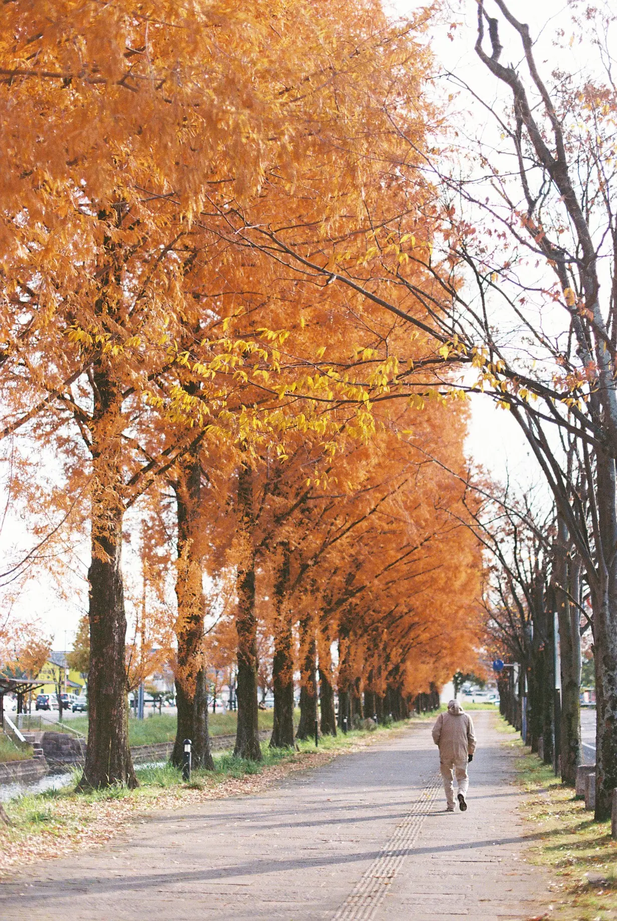 立派なメタセコイヤの並木。あたりまえの、隠れ絶景。｜佐賀市の