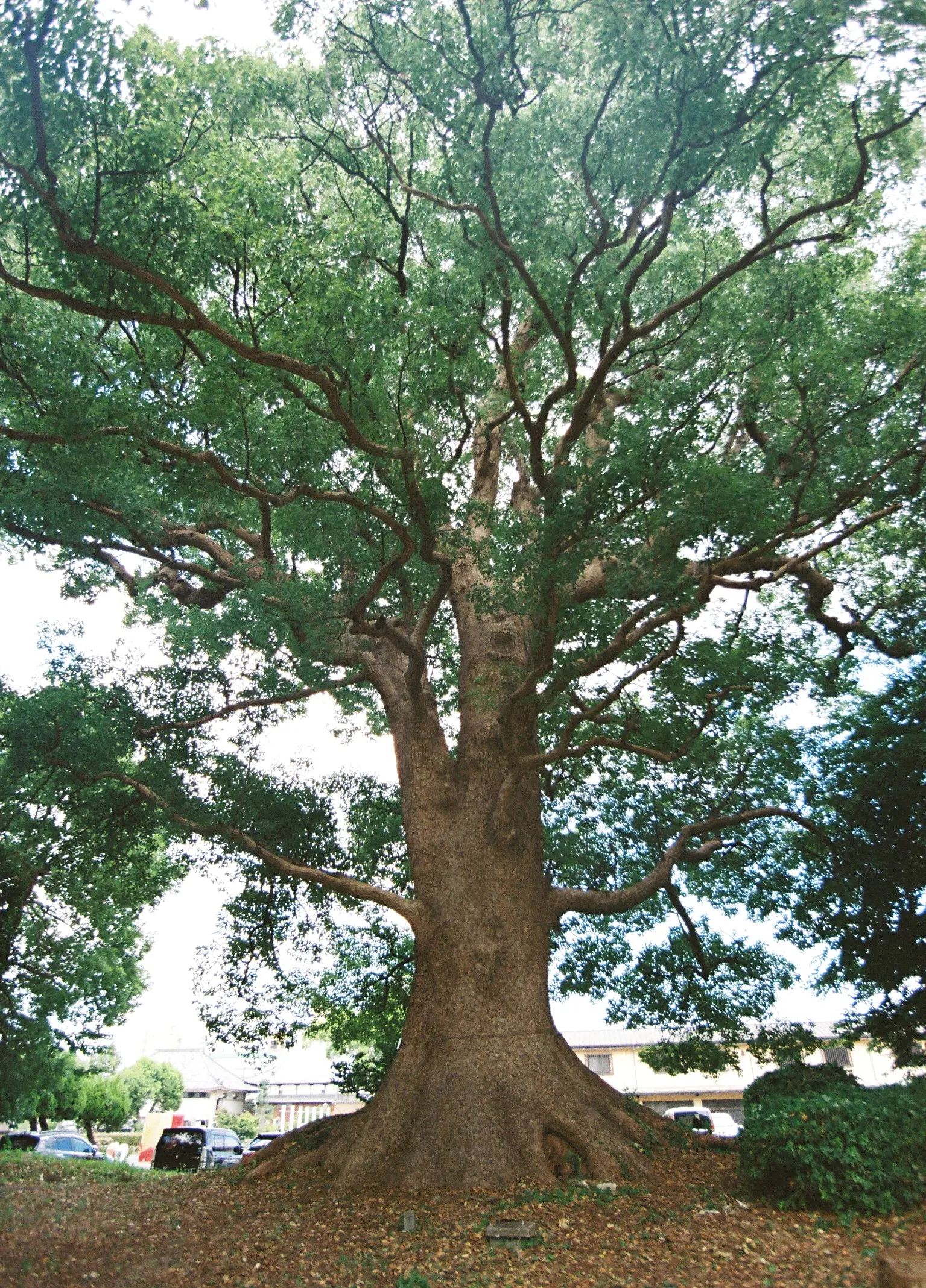 なぜか巨木がめちゃくちゃあるまち。樹齢600年級の大樹も。｜佐賀市の